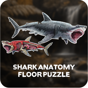 Puzzle Genius: Animal Anatomy: Floor Puzzle: Shark 100pc