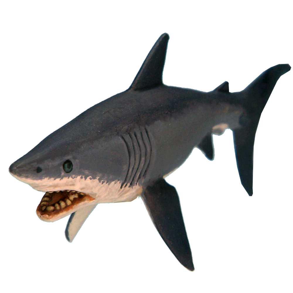 Mini Crooked Modern: Shark