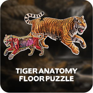 Puzzle Genius: Animal Anatomy: Floor Puzzle: Tiger 100pc