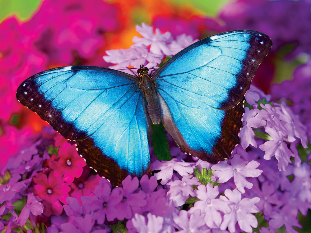 Puzzle Masterpieces:  550 Piece Brilliance - Iridescence