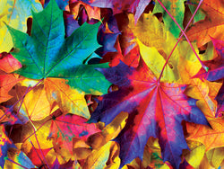 Puzzle Masterpieces:  550 Piece Brilliance - Fall Frenzy