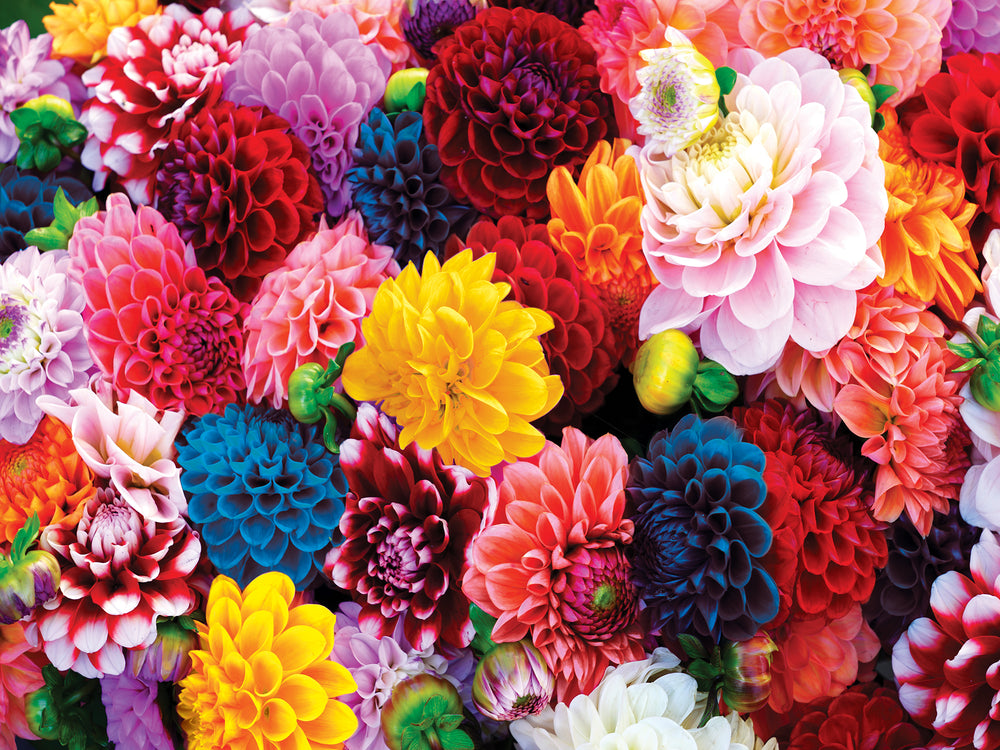 Puzzle Masterpieces:  550 Piece Brilliance - Beautiful Blooms