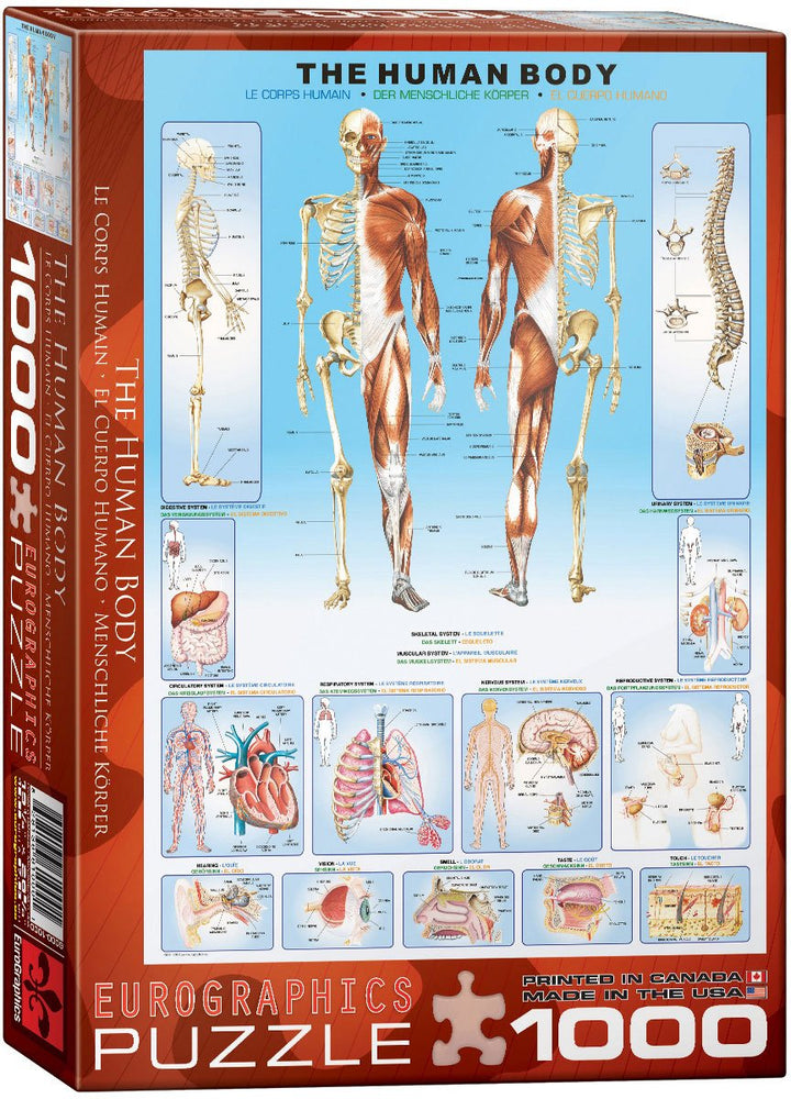 Puzzle Eurographics: 1000 piece The Human Body
