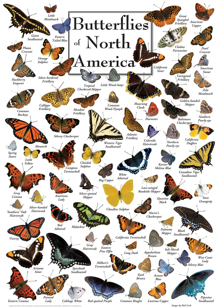 Puzzle Masterpieces: 1000 Piece Field Guide - Butterflies of North America