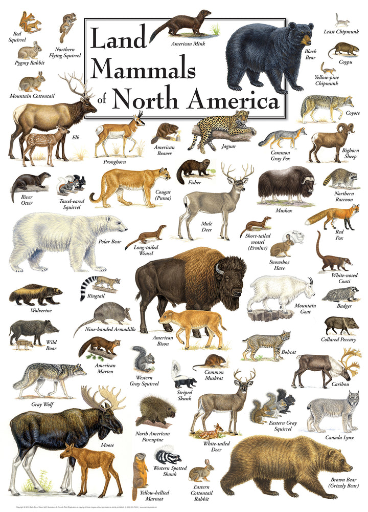 Puzzle Masterpieces: 1000 Piece Field Guide - Land Mammals of North America