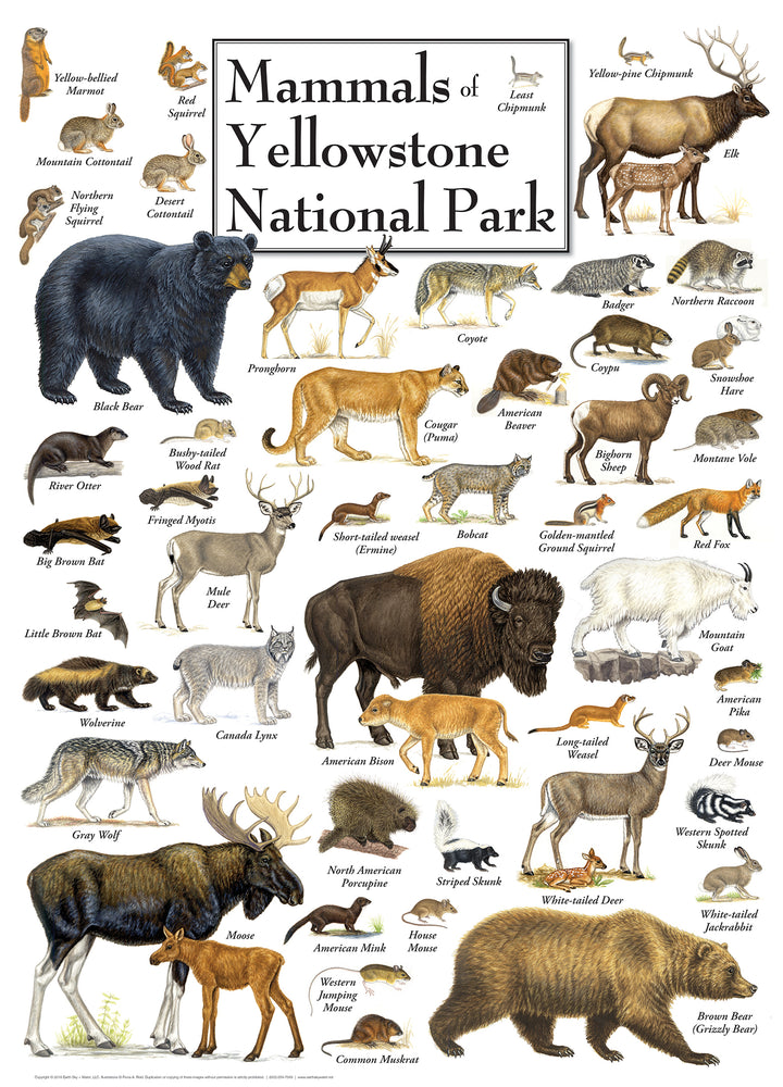 Puzzle Masterpieces: 1000 Piece Field Guide - Mammals of Yellowstone National Park