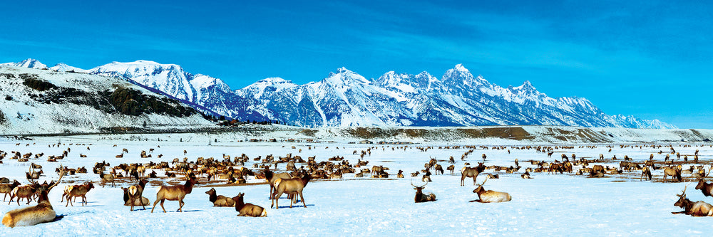Puzzle Masterpieces: 1000 Piece Panoramic American Vistas - Elk Refuge